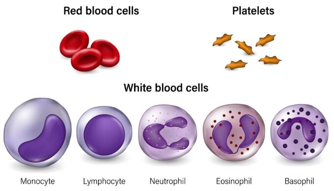 रक्त (blood)